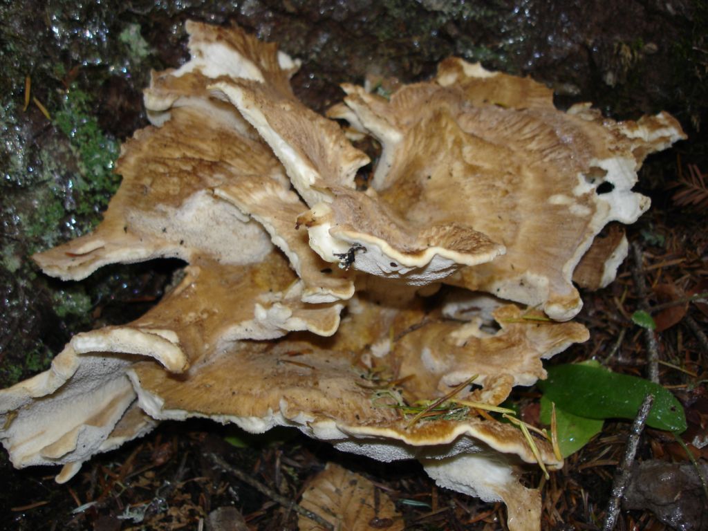 Polyporus squamosus ??? (Bondarzewia montana)